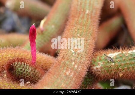 Fiori rosa di cactus dorato con coda di ratto Foto Stock