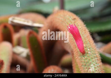 Fiori rosa di cactus dorato con coda di ratto Foto Stock