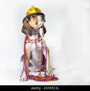 mardi gras cucciolo con lunghe orecchie in perline multicolore e cappello di carnevale seduto su sfondo bianco Foto Stock