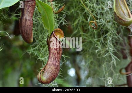 Nepenthes villosa, impianto di caraffa per scimmie Foto Stock