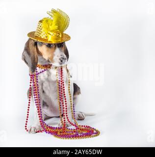 mardi gras cucciolo con lunghe orecchie in perline multicolore e cappello di carnevale seduto su sfondo bianco Foto Stock