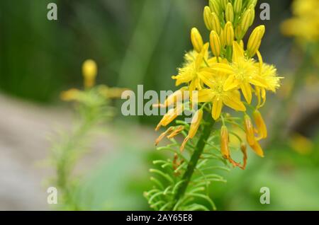 Pianta sudafricana Bulbine natalensis Foto Stock