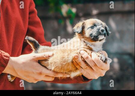 cane riparo purebred un-eyed cucciolo nelle braccia della donna indossa giacca rossa Foto Stock