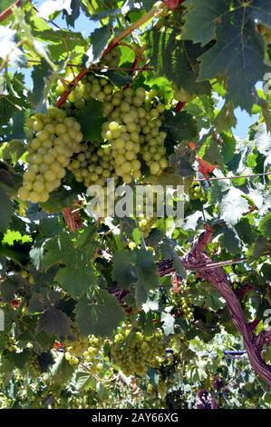 I vigneti di fiori nella campagna cretese in Grecia Foto Stock