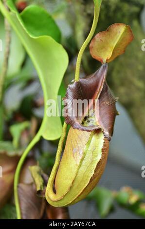 Nepenthes villosa, impianto di caraffa per scimmie Foto Stock