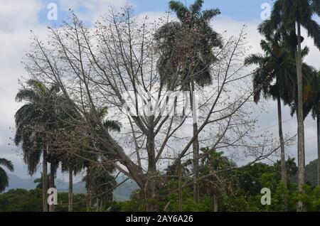 Piccoli resti della foresta tropicale fortemente registrata ai piedi della catena montuosa della Sierra Maestra, comune di Guisa, Cuba meridionale Foto Stock