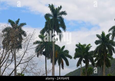 Piccoli resti della foresta tropicale fortemente registrata ai piedi della catena montuosa della Sierra Maestra, comune di Guisa, Cuba meridionale Foto Stock