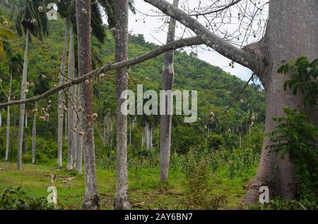 Piccoli resti della foresta tropicale fortemente registrata ai piedi della catena montuosa della Sierra Maestra, comune di Guisa, Cuba meridionale Foto Stock