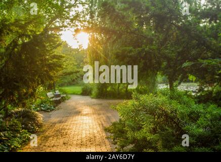 Graziosi aghi verdi in giallo l raggi di sole del tramonto nel Parco Botanico Flora Foto Stock