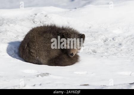 I comandanti della blue Arctic Fox giacente nella neve avvolto a ricciolo giornata invernale Foto Stock