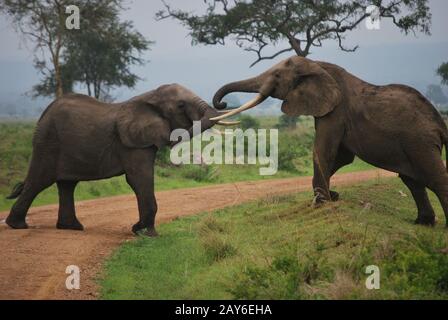 Due elefanti che gioca su un percorso del parco. Foto Stock