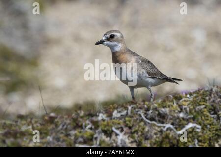 Femmina plover mongola in piedi nella tundra giorno di estate Foto Stock