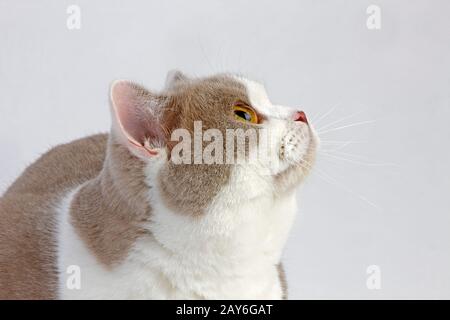 Lilla e Bianco British Shorthair gatto domestico, maschio contro uno sfondo bianco Foto Stock