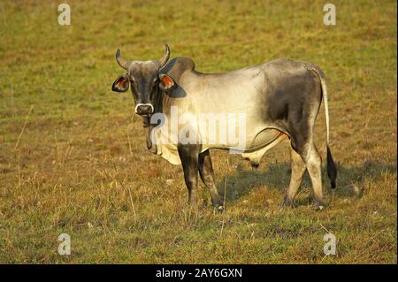 Bull, bovini domestici, Los Lianos in Venezuela Foto Stock