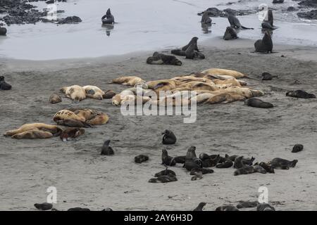 Rookery di Steller leoni di mare del Nord e le foche sulla spiaggia isola di Bering Foto Stock