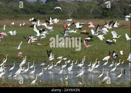 Great White Egret, casmerodius albus, Group standing in Swamp con Scarlet Ibis, anatra dal fischio rosso, roseato e fischietto bianco Foto Stock