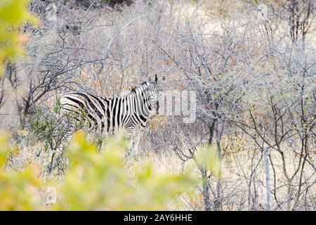 La zebra cauta si nasconde nella savana e guarda nella fotocamera Foto Stock