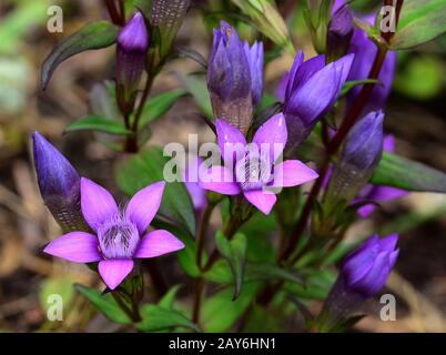 Fiore, fioritura, genziana, genziana di Chiltern, genziana tedesca, Foto Stock