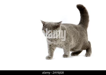 BLUE British Shorthair gatto femmina Foto Stock