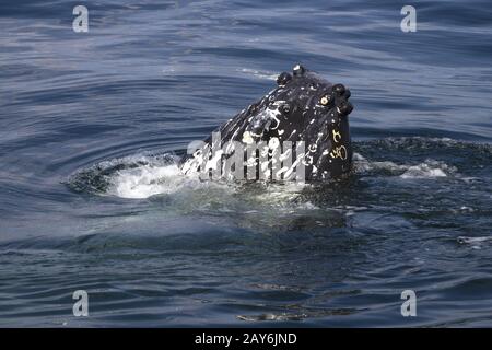 le megattere snout si stickingt fuori dall'acqua sole giorno d'estate Foto Stock