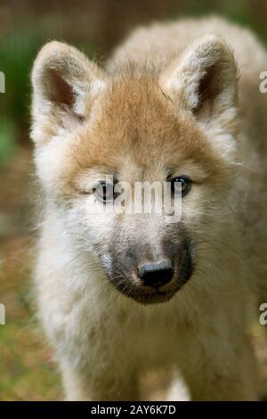 ARCTIC WOLF Canis lupus tundrarum Foto Stock