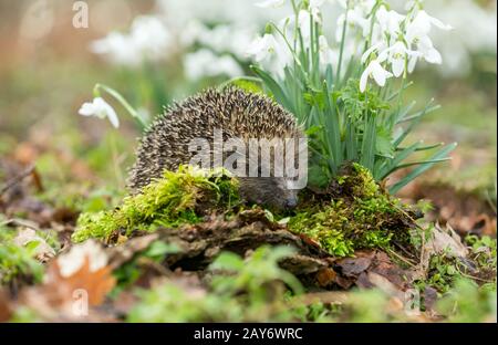 Hedgehog, (nome scientifico: Erinaceus Europaeus) Selvaggio, nativo, europeo hedgehog di fronte a destra in habitat naturale del bosco in primavera con muschio verde. Foto Stock