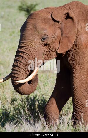 Red Elephant isolato nella savana Foto Stock