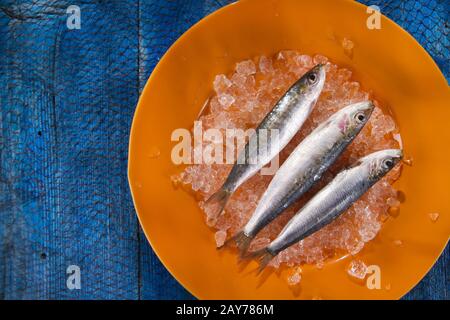 Acciughe fresche su un letto di ghiaccio Foto Stock
