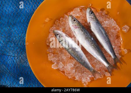 Acciughe fresche su un letto di ghiaccio Foto Stock