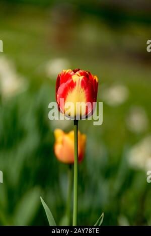 Single tulip contro lo sfondo di colore verde Foto Stock