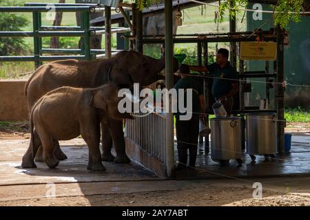 Sri Lanka, - Settembre 2015: Rangers che alimentano il latte ai giovani elefanti orfani presso la Udewalawe, Elephant Transit home Foto Stock