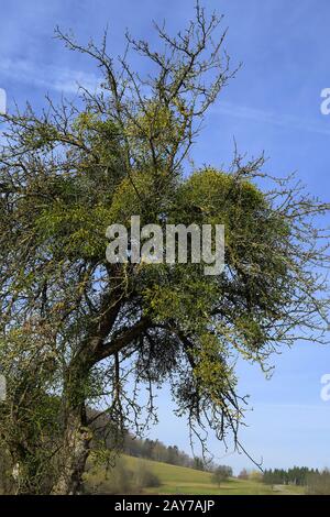 Nebbia; album viscum; Foto Stock