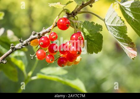 Le uve secche di Corinto sul cespuglio verde Foto Stock