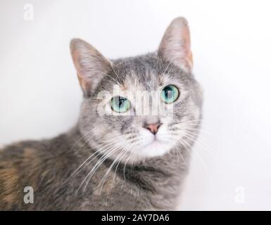 Un Gatto Di ortoiseshell domestico Diluito con gli occhi verdi bei Foto Stock