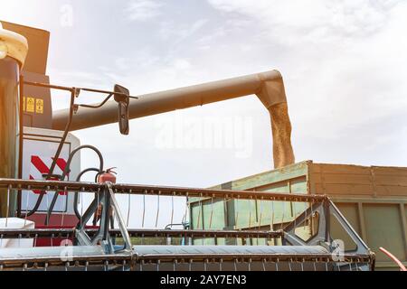 Mietitrebbia in azione sul campo di grano, grani di scarico Foto Stock