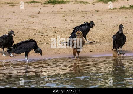 Avvoltoio nero americano, catatus di Coragyps Foto Stock