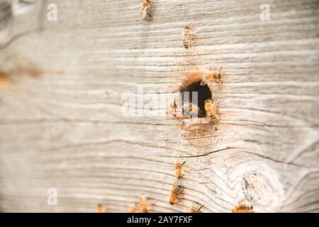 Alveari nell'apiario con api che volano sulle tavole di atterraggio. Foto Stock