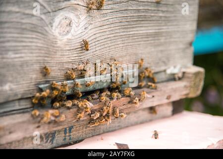 Alveari nell'apiario con api che volano sulle tavole di atterraggio. Foto Stock