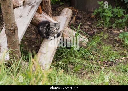 Il gatto del bambino siede su una scala di legno all'aperto Foto Stock