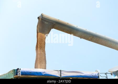 Mietitrebbia in azione sul campo di grano, grani di scarico Foto Stock