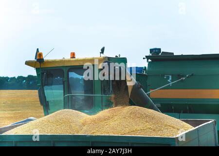 Mietitrebbia in azione sul campo di grano, grani di scarico Foto Stock