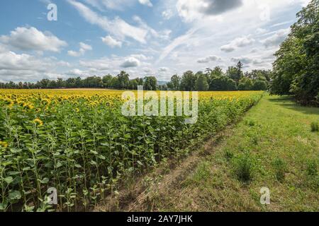 Ampio campo di fioritura bellissimi girasoli con api miele che raccolgono nettare. Enormi fiori gialli. Alberi verdi, cielo blu brillante e bianco fl Foto Stock