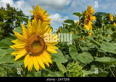 Bellissimi girasoli con api miele API raccolta nettare. Enormi fiori gialli. Alberi verdi, cielo blu brillante e nuvole bianche lanuginose nel offuscato Foto Stock