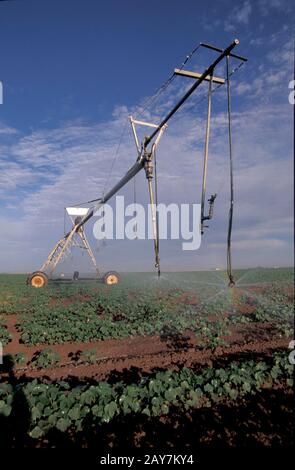 Terry County, Texas: Irrigazione estiva dall'Aquifer Ogallala per l'allevamento di cotone. Manico in Texas. ©Bob Daemmrich Foto Stock