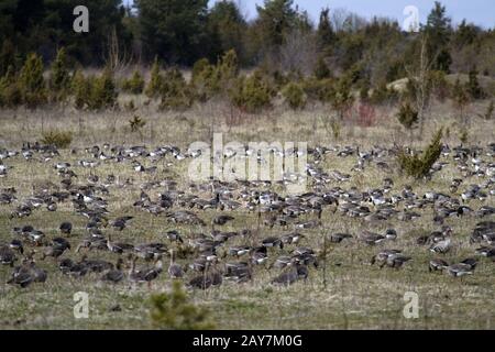 Isola Hiiumaa, Villaggio Malvaste, Grande oca fronte Bianco, Estonia Foto Stock