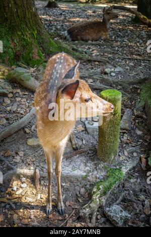 Sika fulvo cervo nel Parco di Nara foresta, Giappone Foto Stock