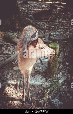 Sika fulvo cervo nel Parco di Nara foresta, Giappone Foto Stock