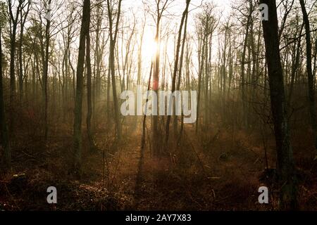 Il sole splende in una foresta spettrale Foto Stock
