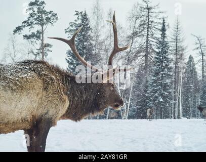 Maral cervo maschio cornuto in una foresta invernale glade su uno sfondo della sua mandria Foto Stock
