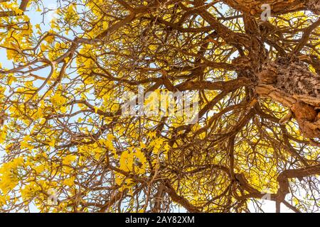 Fiore giallo albero visto da basso nel pomeriggio senza persone, India Foto Stock